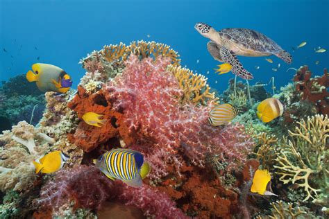 Saving The Worlds Coral One Reef At A Time Robert Osborne