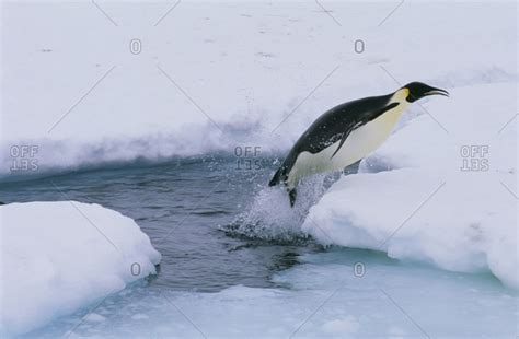 Emperor Penguin Jumping Out Of The Icy Water In The Antarctic Stock