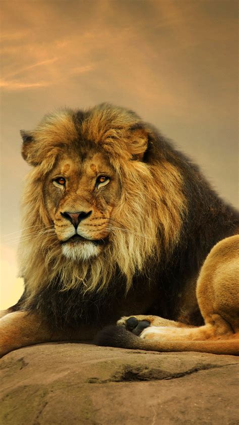 Wallpaper Lion Savanna Cute Animals Animals 4506