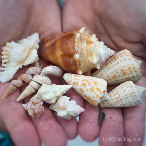 Seashells I Love Shelling