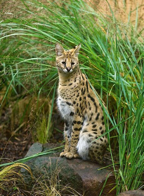 African Cat Serval In Tall Grass Synonyms Caracal Serval