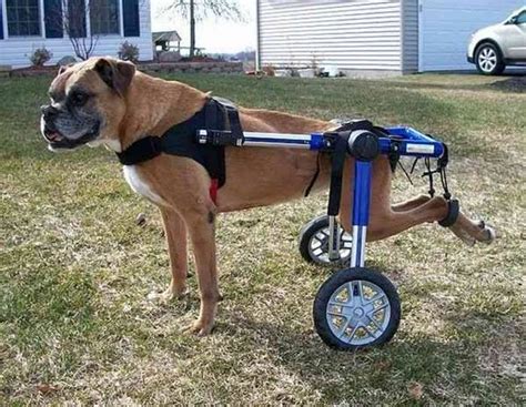 Unique Mobility For Disabled Dogs 21 Pics