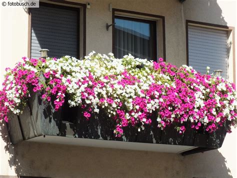 Vorsicht, stellen sie die pflanzen nicht zu früh ins freie. http://fotobusch.de/fotos/pflanzen/blumen/geranien/balkon ...