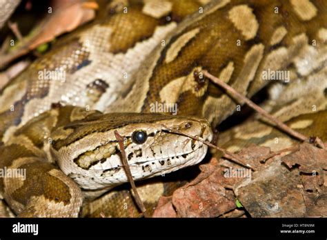 Head Of A Coiled Rock Python Stock Photo Alamy