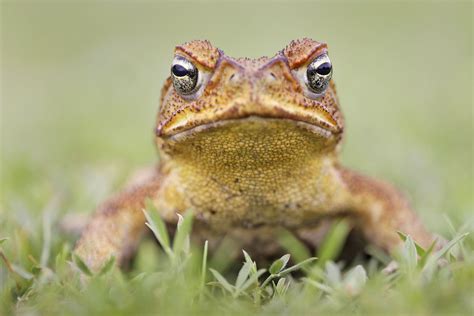 Cane Toads Make Long Distance Calls For Love •