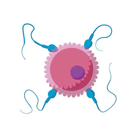 Best Human Reproduction Illustrations Royalty Free Vector Graphics
