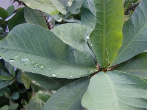 Check spelling or type a new query. Wallpaper Daun - Link Sukses