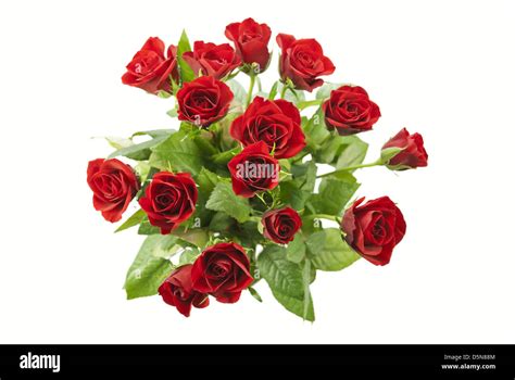 Bunch Of Red Roses Isolated On White Background Stock Photo Alamy