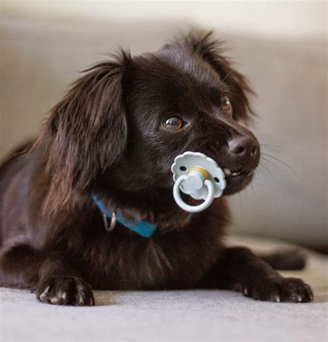 Exploring The Benefits Of A Puppy Pacifier