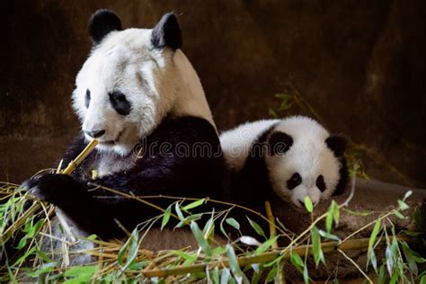 Giant Panda Bear With Her 5 Month Old Cub Stock Photo Image Of