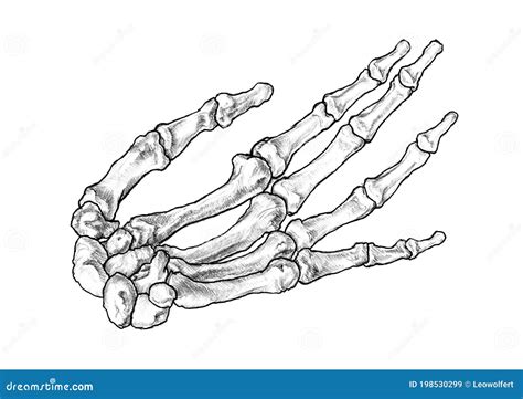 Hand Bones Skeleton Drawing