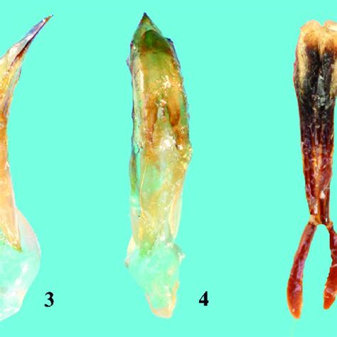 Glenida Izabelae N Sp Holotipo Macho En Visión Dorsal Fig 2 ídem