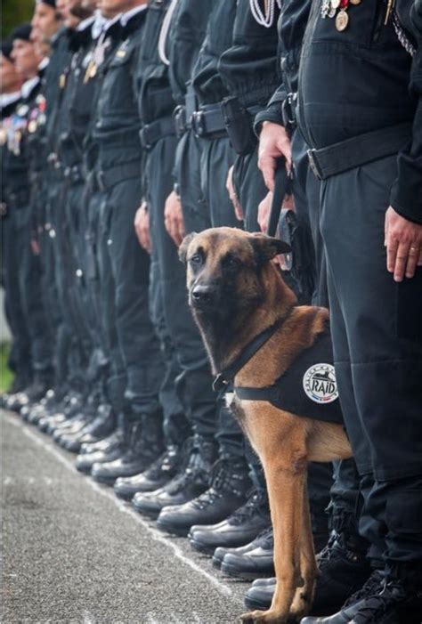 Cachorro da polícia francesa morto na operação antiterror no norte de