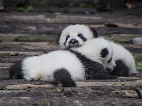 Can China S Giant Pandas Make A Comeback In The Wild