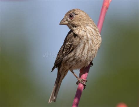 Female House Finch With Symptoms Of Conjunctivitis Stock Photo Image