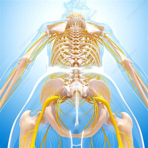 Female Nervous System Artwork Stock Image F0071154 Science