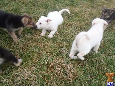 The current median price for all german shepherds sold is $950.00. Cute German Shepherd Puppies For Sale In Iowa Cheap ...