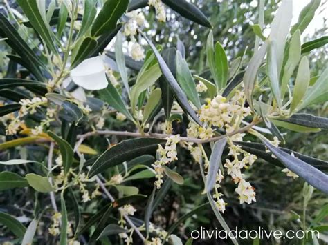 5 Best Olive Trees For Indoors Olive Tree Varieties To Grow Indoors