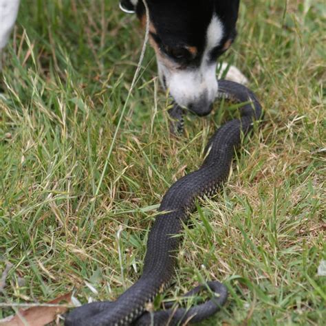 Are Dogs Scared Of Snakes