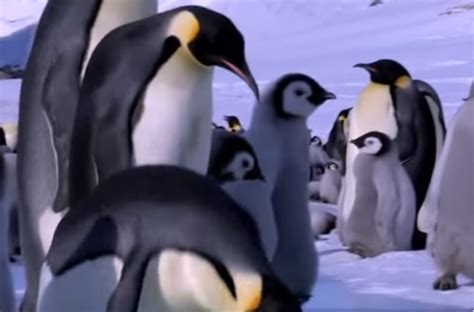 These Hilarious Penguins Will Do Anything To Make You Smile