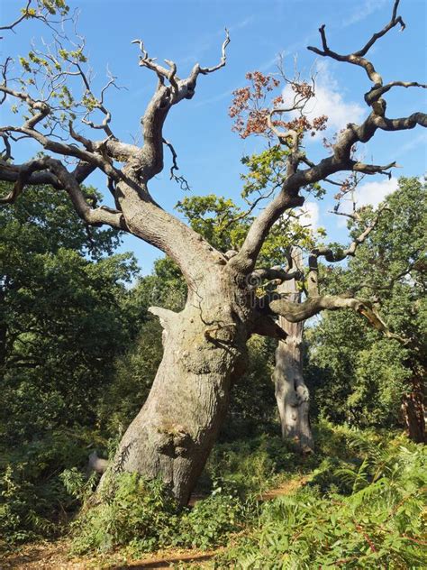 Ancient Gnarled And Twisted Oak Tree Deep In Sherwood Forest Stock