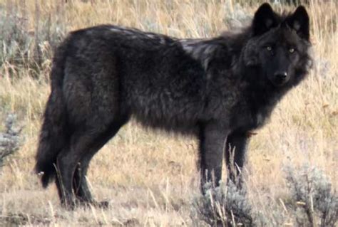 Yellowstone Wolf Tracking The Packs