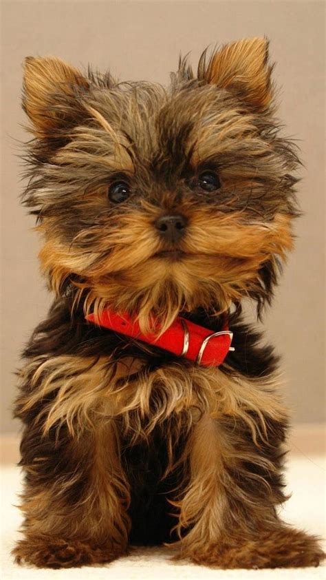 Yorkshire Terrier Puppy Best Htc One Wallpapers Free And Easy To Download