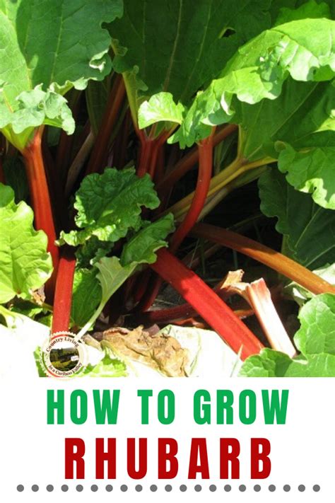 How To Grow Rhubarb An Easy Edible Perennial For Your Garden In 2020