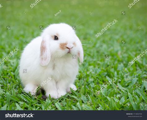 Lop Eared Rabbit Images Stock Photos And Vectors Shutterstock