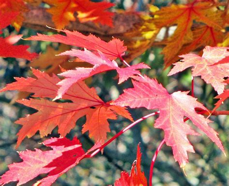 Of the many species of maple existing worldwide, only about 13 are native to north america. Drummond's maple (Acer rubrum var. drummondii) - Garden.org