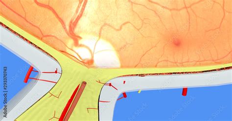 Eye Anatomy 14 Sclera Retina Macula Fovea Choroid Cental Retinal