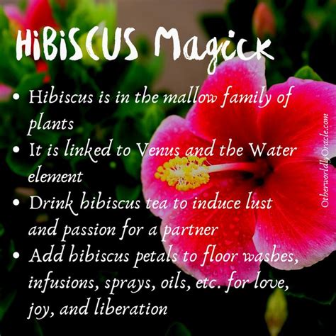 Hibiscus Magick Magical Herbs Magic Herbs Herbal Magic