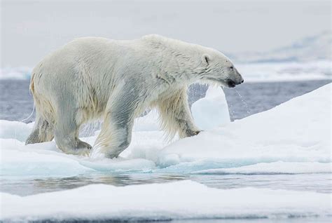 10 Fascinating Facts About Polar Bears