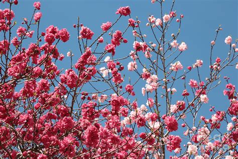 Blue Sky With Pink Blossoms Photograph By Carol Groenen Fine Art America
