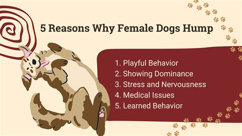 9 Ways To Calm A Sexually Excited Dog