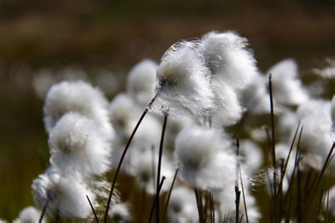 Cottongrass In Greenland Image Eurekalert Science News Releases