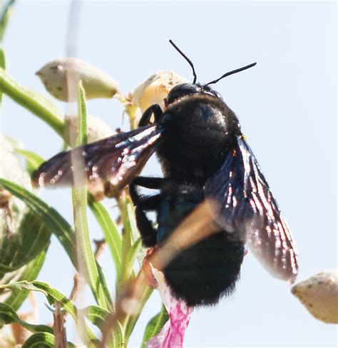 Xylocopa Sp Carpenter Bee A Carpenter Bee Xylocopa Sp Flickr