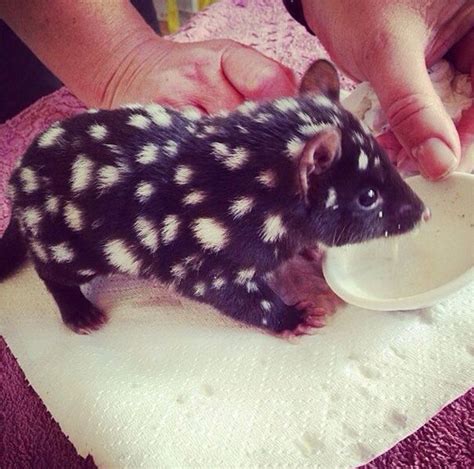 A Baby Tiger Quoll A Marsupial Native To Eastern Australia Artofit