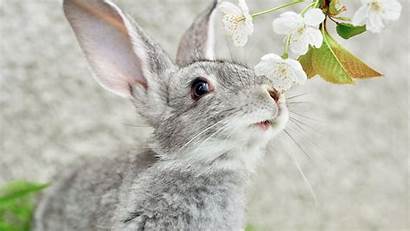 Rabbit Bunny Background Wallpapers Winter Grey Rabbits