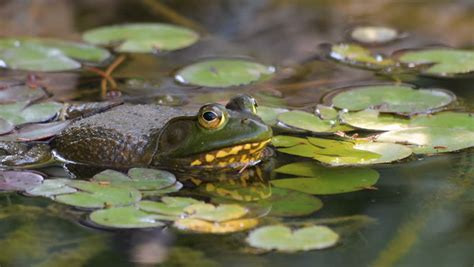 Frog In Pond Image Free Stock Photo Public Domain Photo Cc0 Images