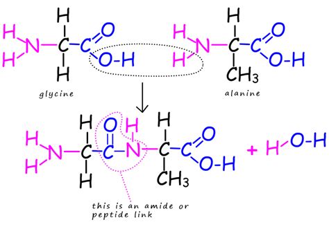 Making A Dipeptide Molecule