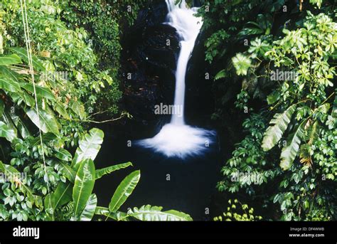 Rainforest Martinique Hi Res Stock Photography And Images Alamy