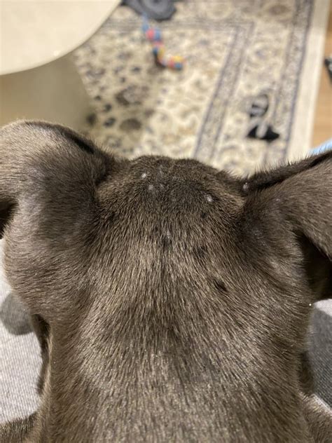 Do French Bulldogs Get Pimples