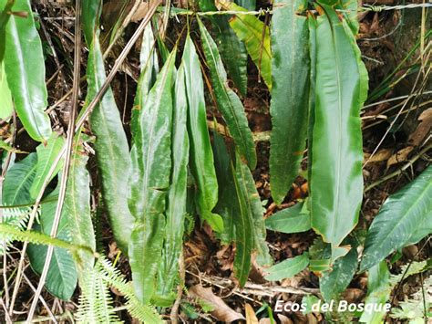 Oleandra Articulata Ecos Del Bosque