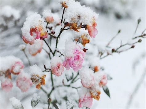 Floral Winter Wallpapers Wallpaper Cave