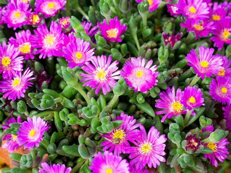 A me viene in mente solo la forsizia o la mimosa, ma bisogna vedere se sono adatte al luogo dove vivi. Piante grasse con fiori da esterno: le varietà migliori da scegliere • musanews