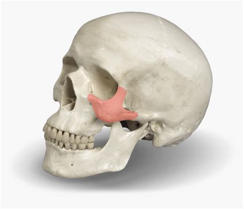 Zygomatic Bone For Dental Implant Skull Hd Png Download Kindpng