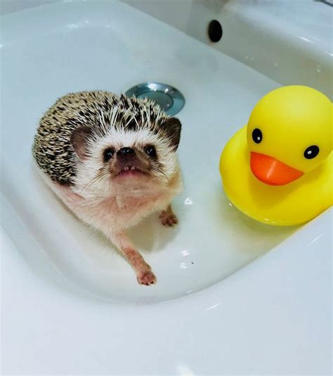 Bath Time Cute Hedgehog Hedgehog Pet Baby Animals Funny