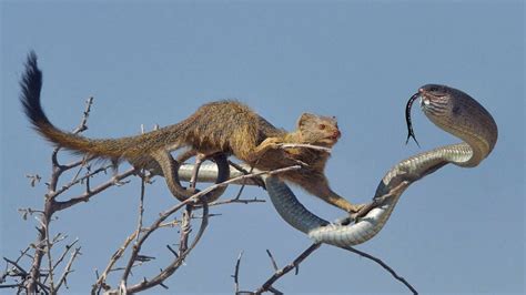 Top 5 Snake Vs Mongoose Fight To Death Survival In The Desert Youtube