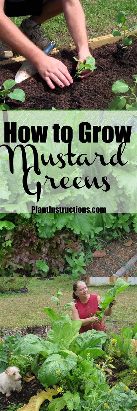 Straitify (cold treat) the seeds. How to Grow Mustard Greens | Mustard greens, Growing green ...